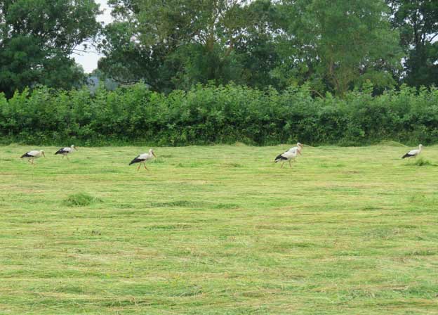 cigognes-blanches-prairie-humide-du-moron
