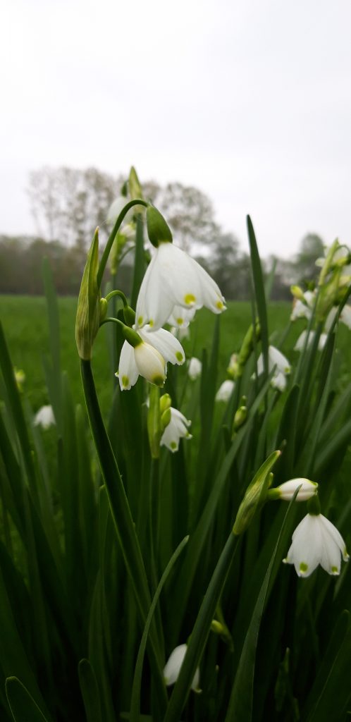 Amélioration de la connaissance écologique - Nivéole de printemps (Leucojum vernum)