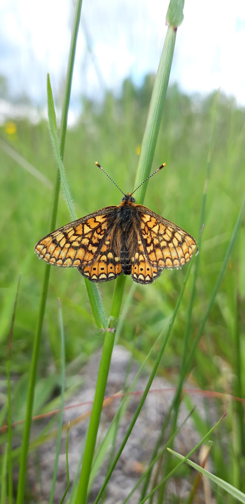 Damier de la Succise (Euphydryas aurinia)