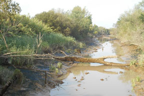 Le Moron, 600 m avants sa confluence avec la Dordogne
