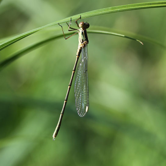 Leste vert (Chalcolestes viridis)