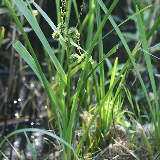 Rubanier d'eau (Sparganium rectum)