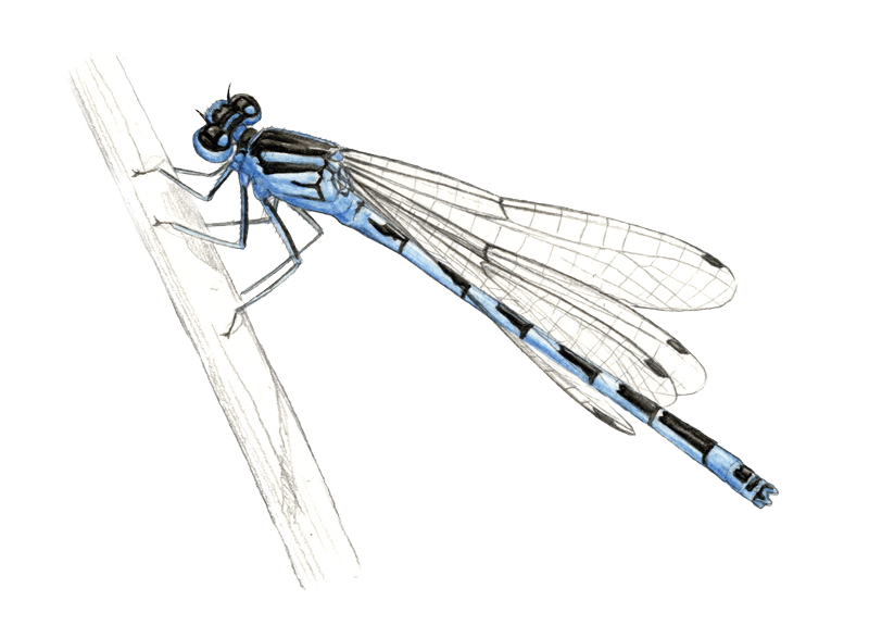 agrion-de-Mercure-blaye