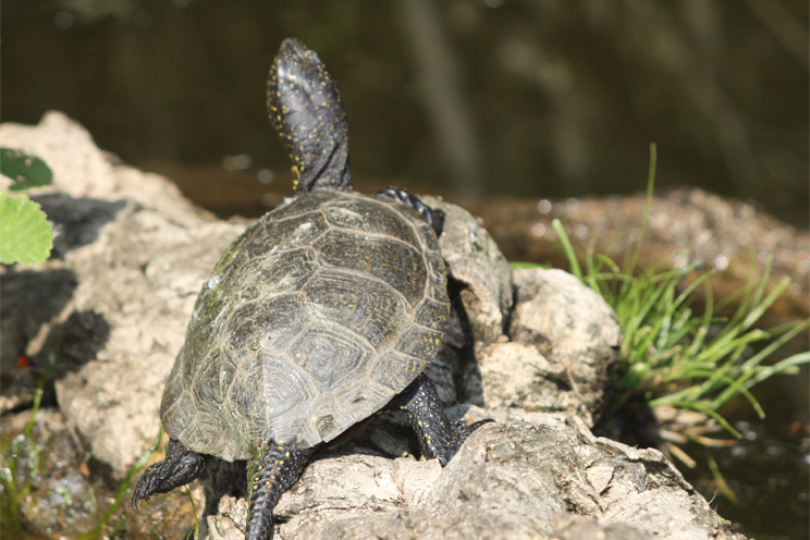 Cistude-d'Europe-(Emys-orbicularis)
