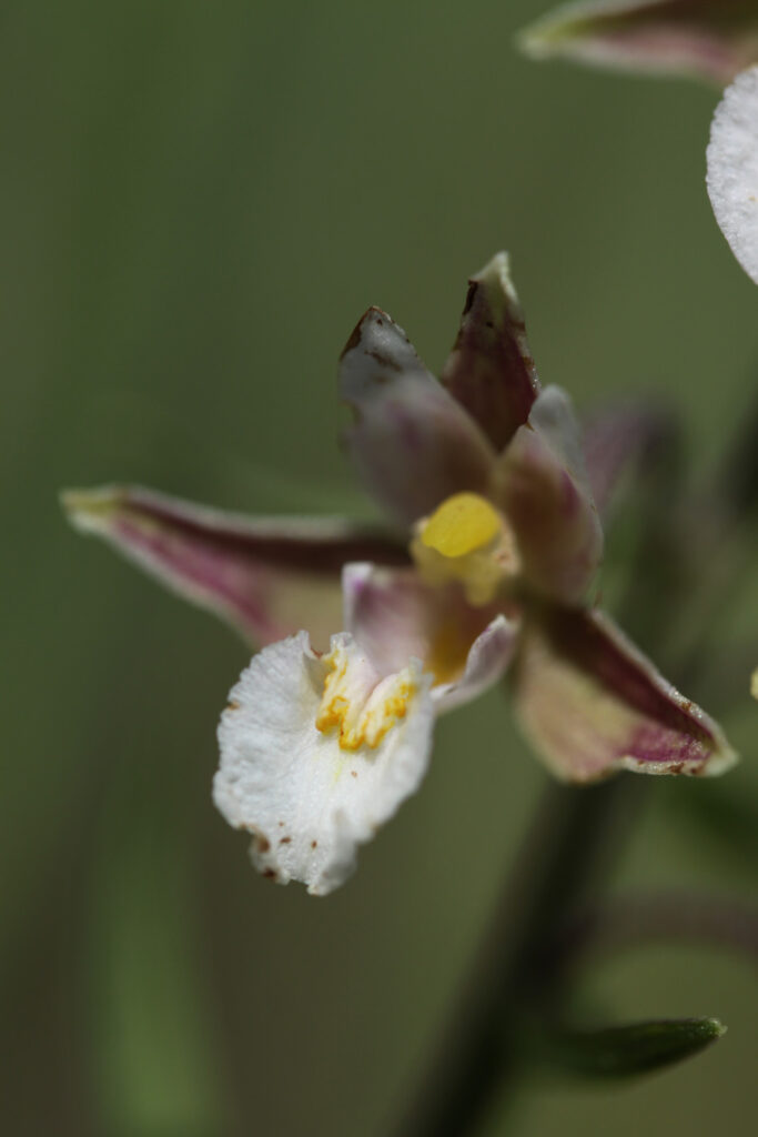 Epipactis-des-marais