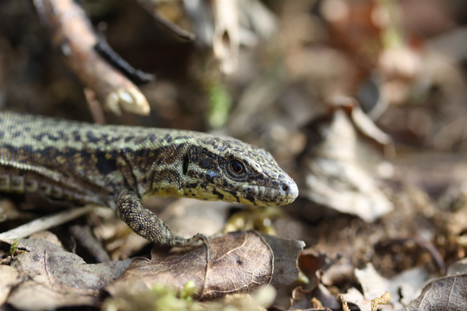 Lézard-des-murailles