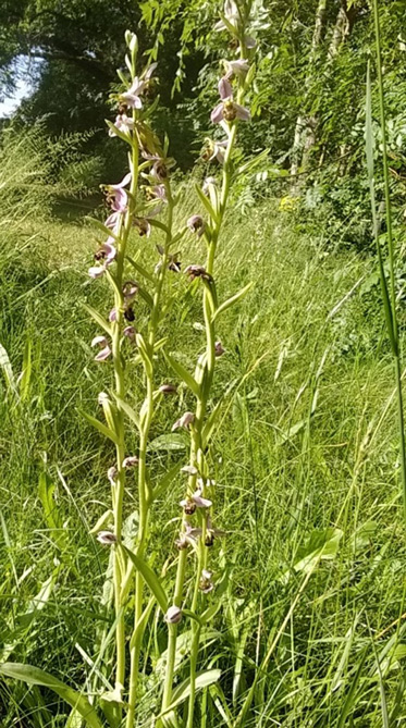 adaptation-plantes