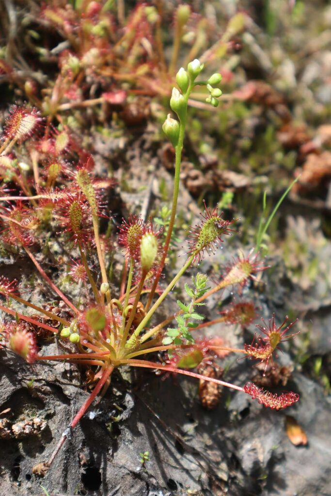drosera-intermedia
