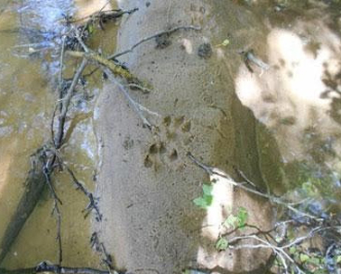 trace-loutre-europe