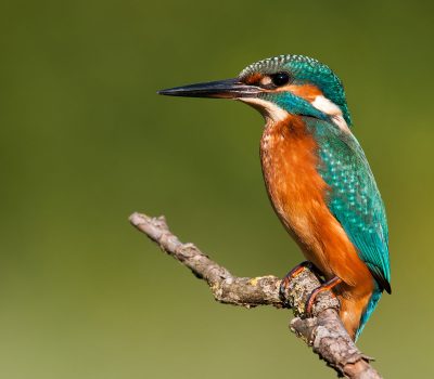 Martin-Pêcheur (Alcedo atthis)