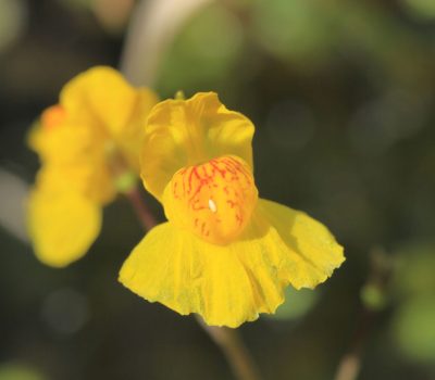 Grande utriculaire (Utricularia australis)